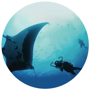 PADI Project-Aware Spezialist